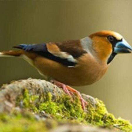 Апартаменты The Little Acorn Лидней Экстерьер фото