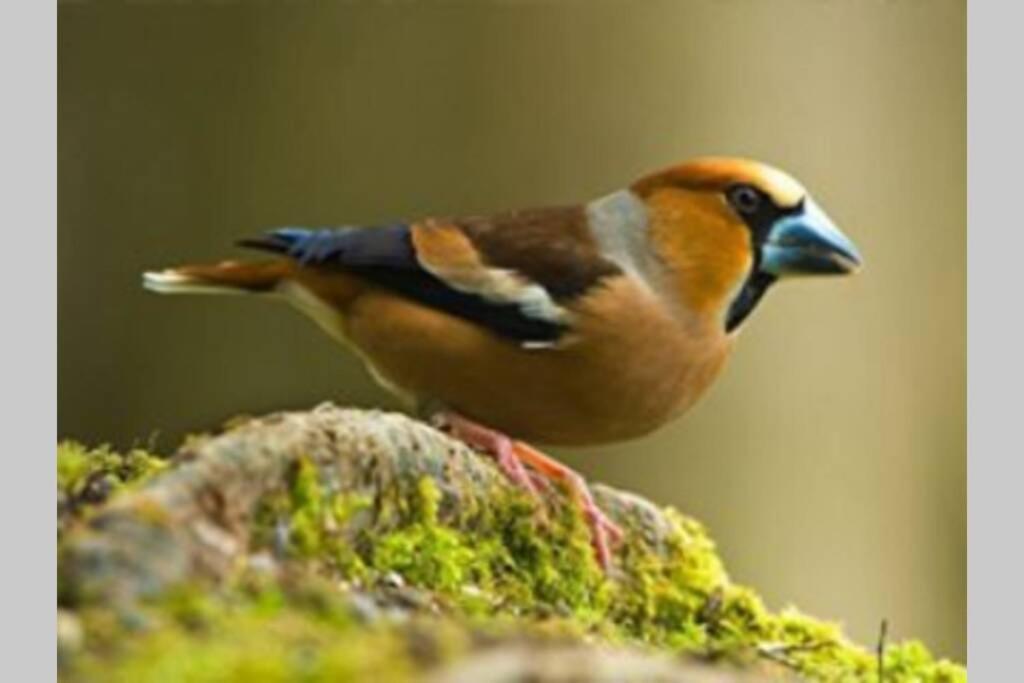 Апартаменты The Little Acorn Лидней Экстерьер фото